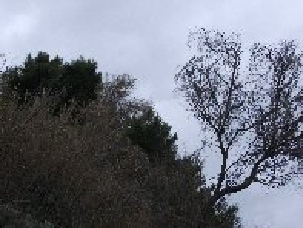 aiola-20101226 015